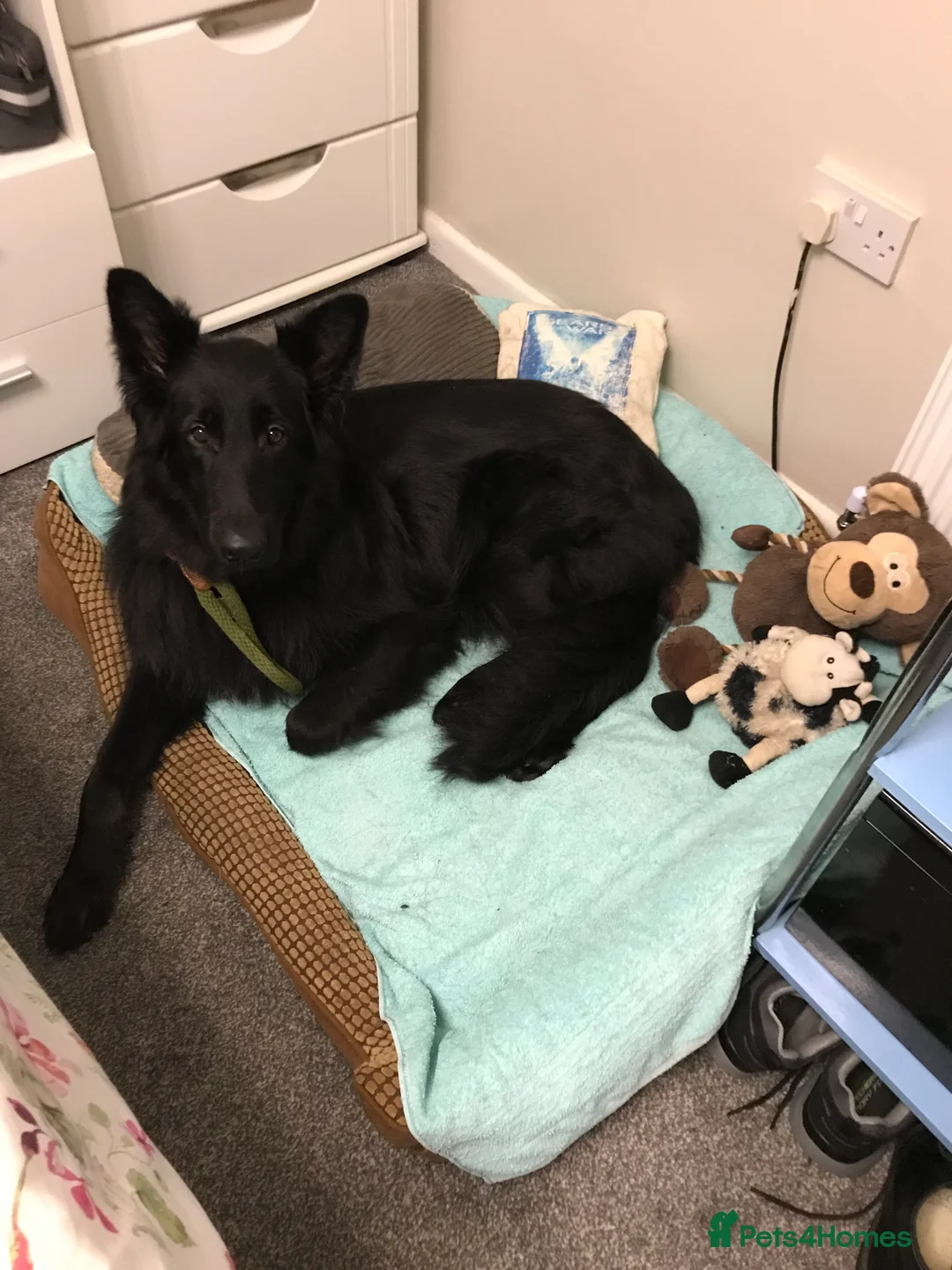German Shepherd dogs for sale: Molly - Advert 4