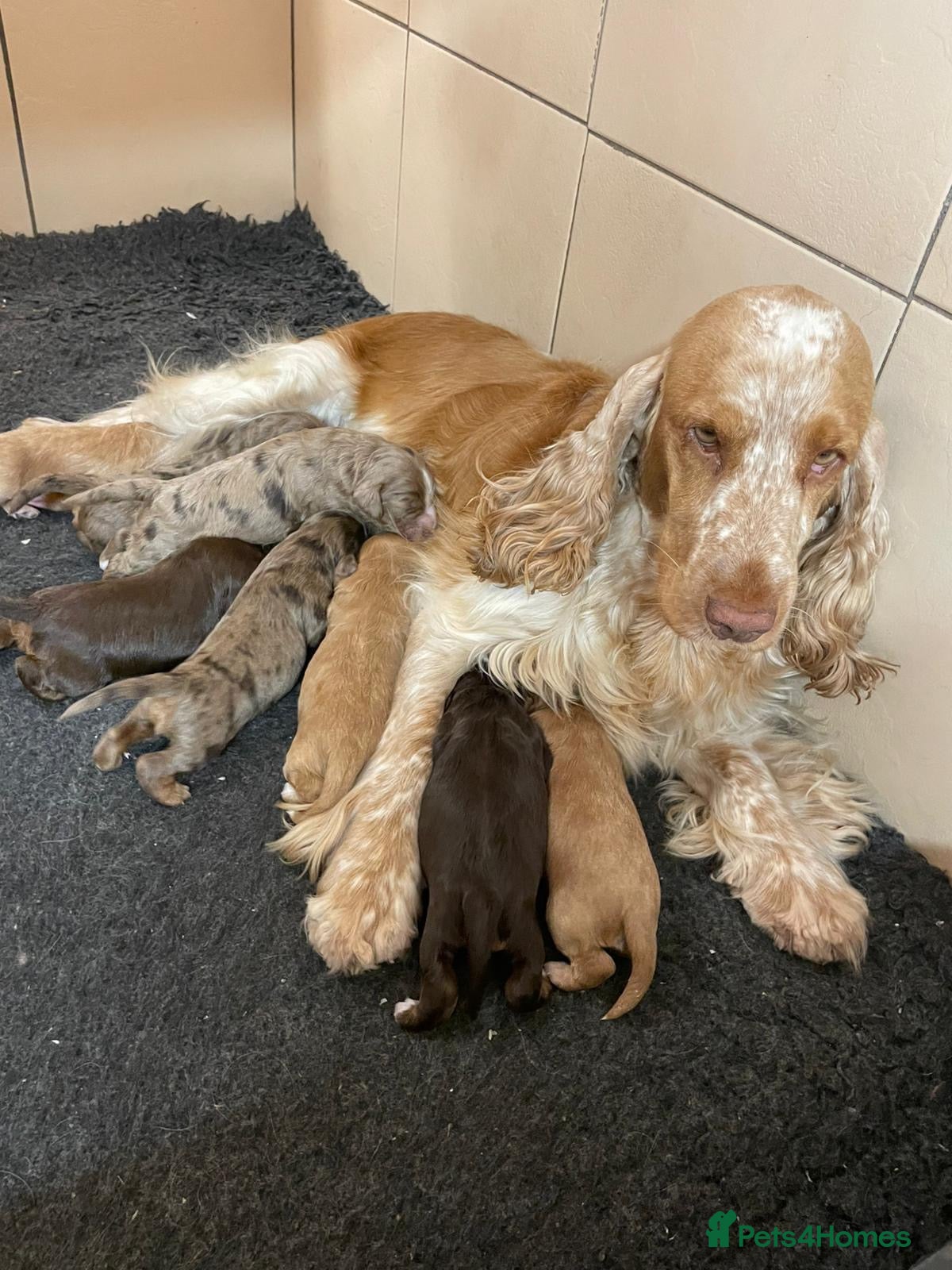Cockapoo dogs Stunning F1 cockapoos  - Advert 1