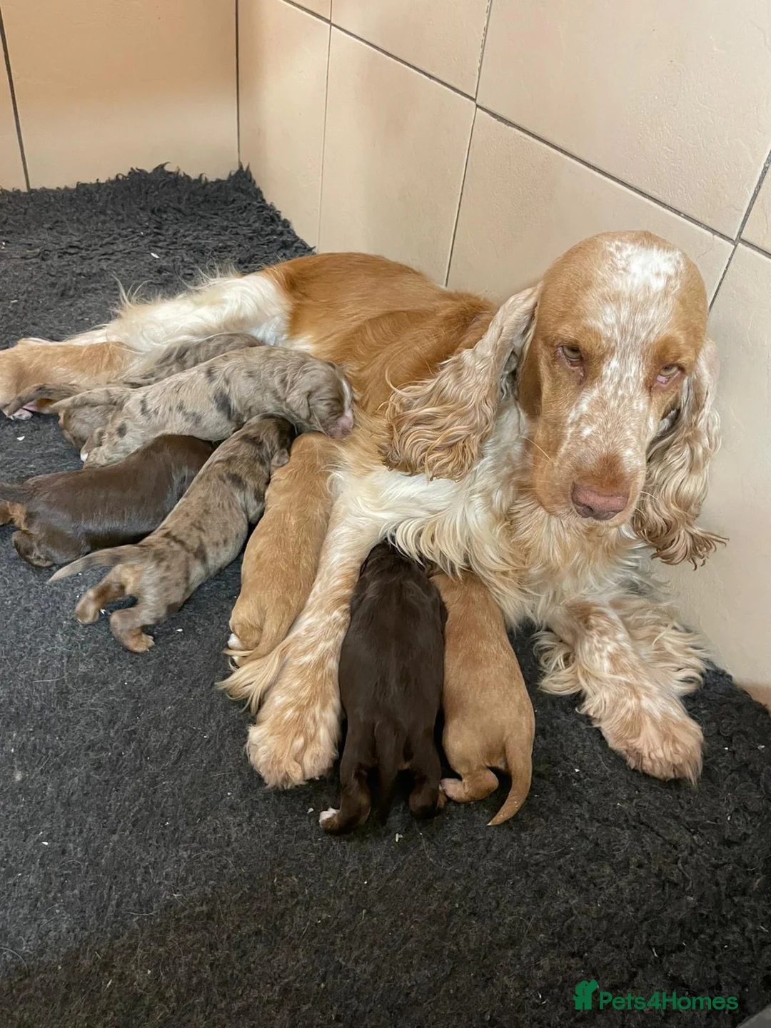 Cockapoo dogs for sale: Stunning F1 cockapoos  - Advert 1