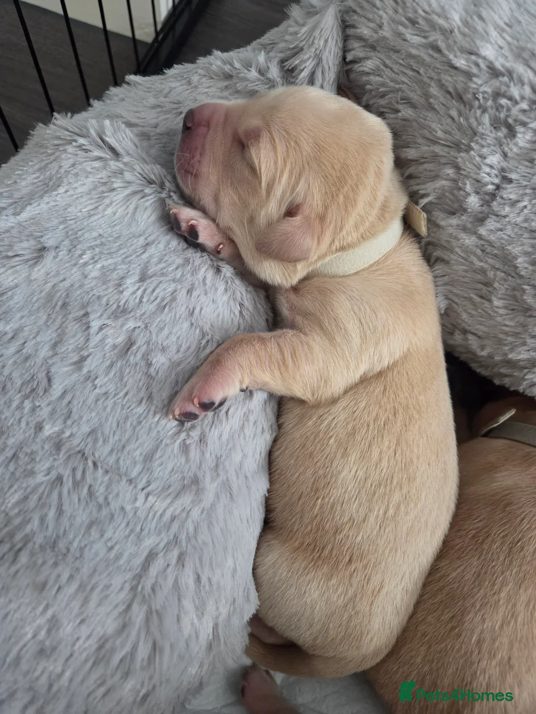 Goldador dogs for sale: Goldador Puppies – Show & Working Lines in Perth - Advert 11