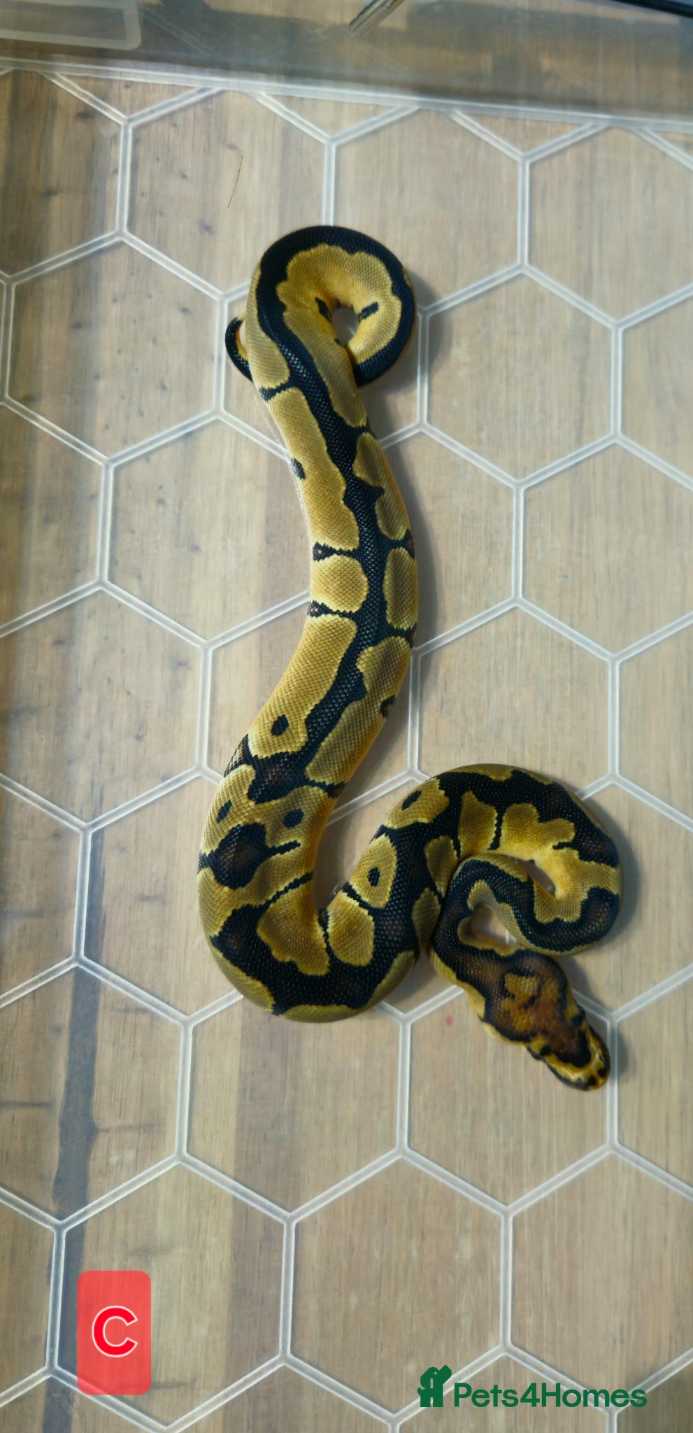 Python Snake reptiles spotnose het clown/ clown clutch - Advert 1