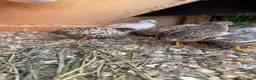 Quail poultry for sale: Adult Button quails - Advert 3