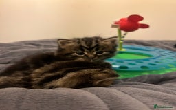 British Shorthair cats for sale: 4 Beautiful British Shorthair cross Kittens  - Image 39