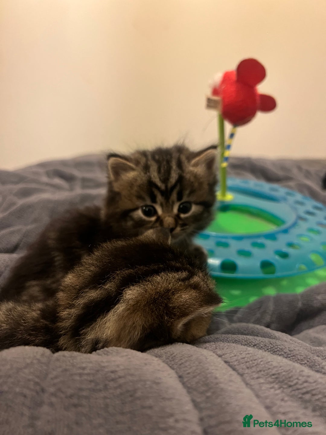British Shorthair cats for sale: 4 Beautiful British Shorthair cross Kittens  - Image 39