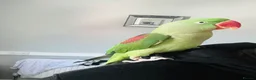 Parrots birds for sale: Baby hand tame Alexandrian Parrot  in Uttoxeter - Advert 4