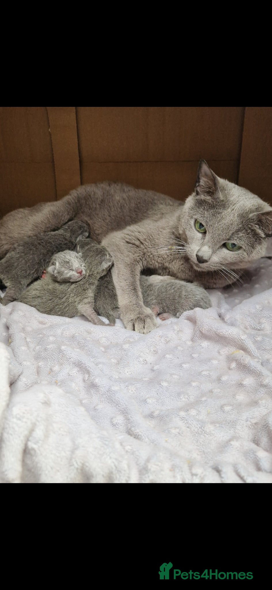 Russian Blue cats GCCF registered Russian blues  - Advert 1