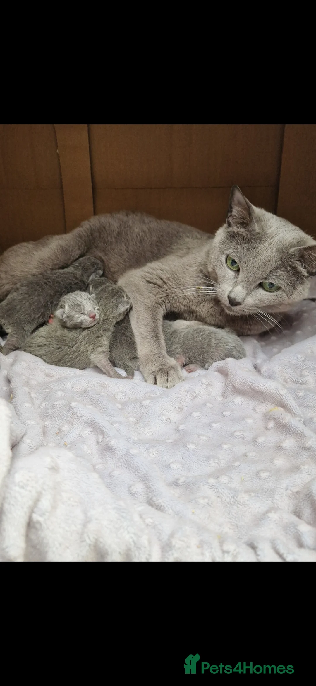 Russian Blue cats for sale: GCCF registered Russian blues  - Advert 1