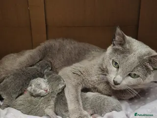 Russian Blue cats for sale: GCCF registered Russian blues - Advert 1