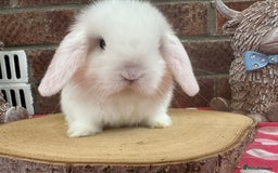 Mini Lop rabbits for sale: Beautiful mini lop bunnies ready to reserve  - Image 3