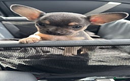 Mixed Breed dogs for sale: Frenchie x chihuahua  - Image 1