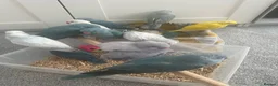 Ringnecks birds for sale:     Super Tame Hand Reared Babies Ready for Rehome - Advert 13