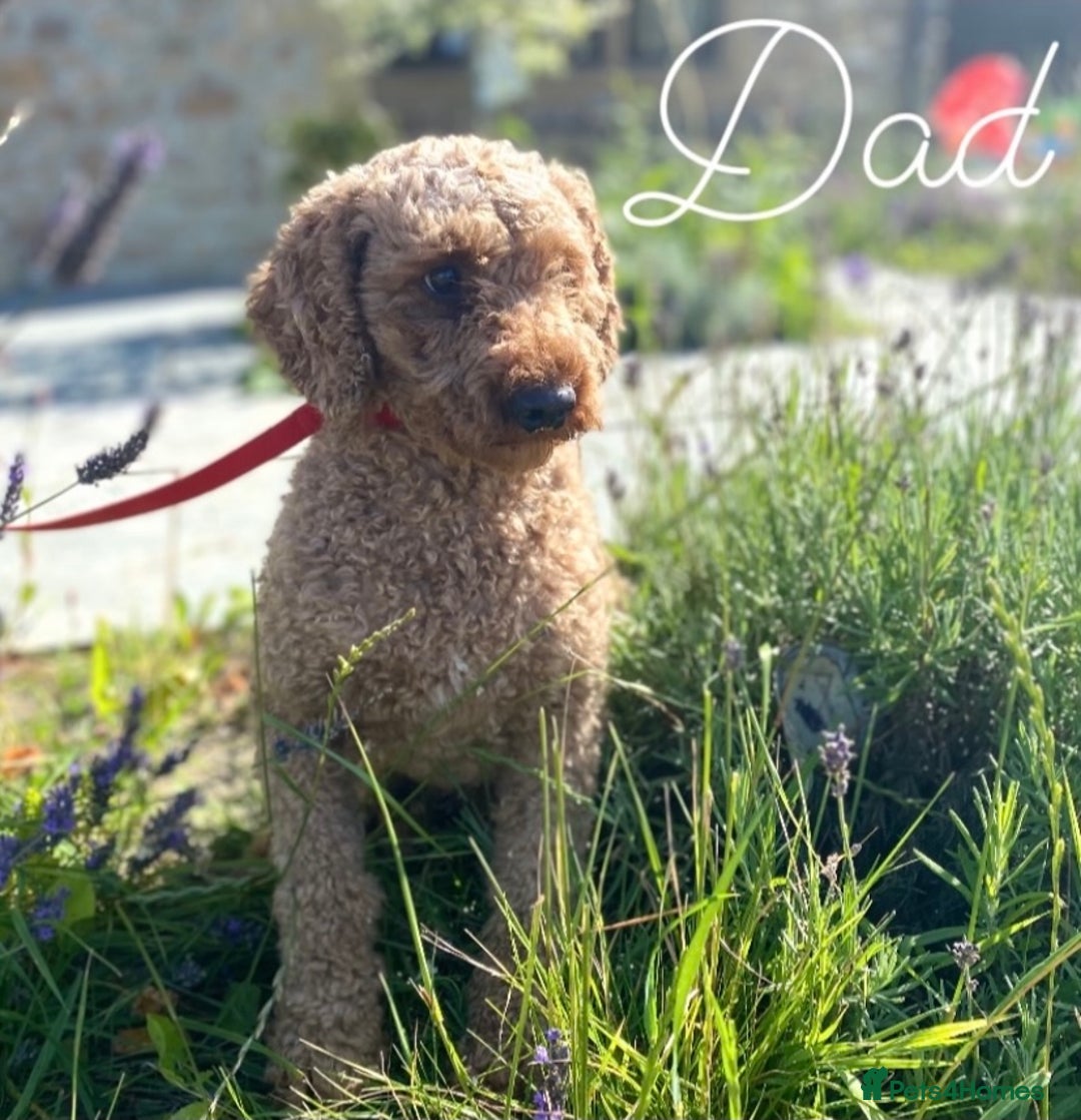 Miniature Poodle dogs for sale: Red KC registered miniature poodles  - Image 7