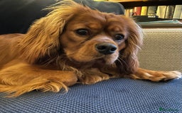 Cavalier King Charles Spaniel dogs for sale: New home needed for beautiful Rafa - Image 4