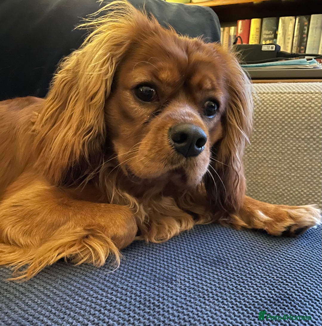 Cavalier King Charles Spaniel dogs for sale: New home needed for beautiful Rafa - Image 4