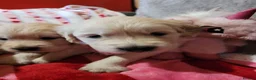 Golden Retriever dogs for sale: Golden retriever puppies  - Advert 7