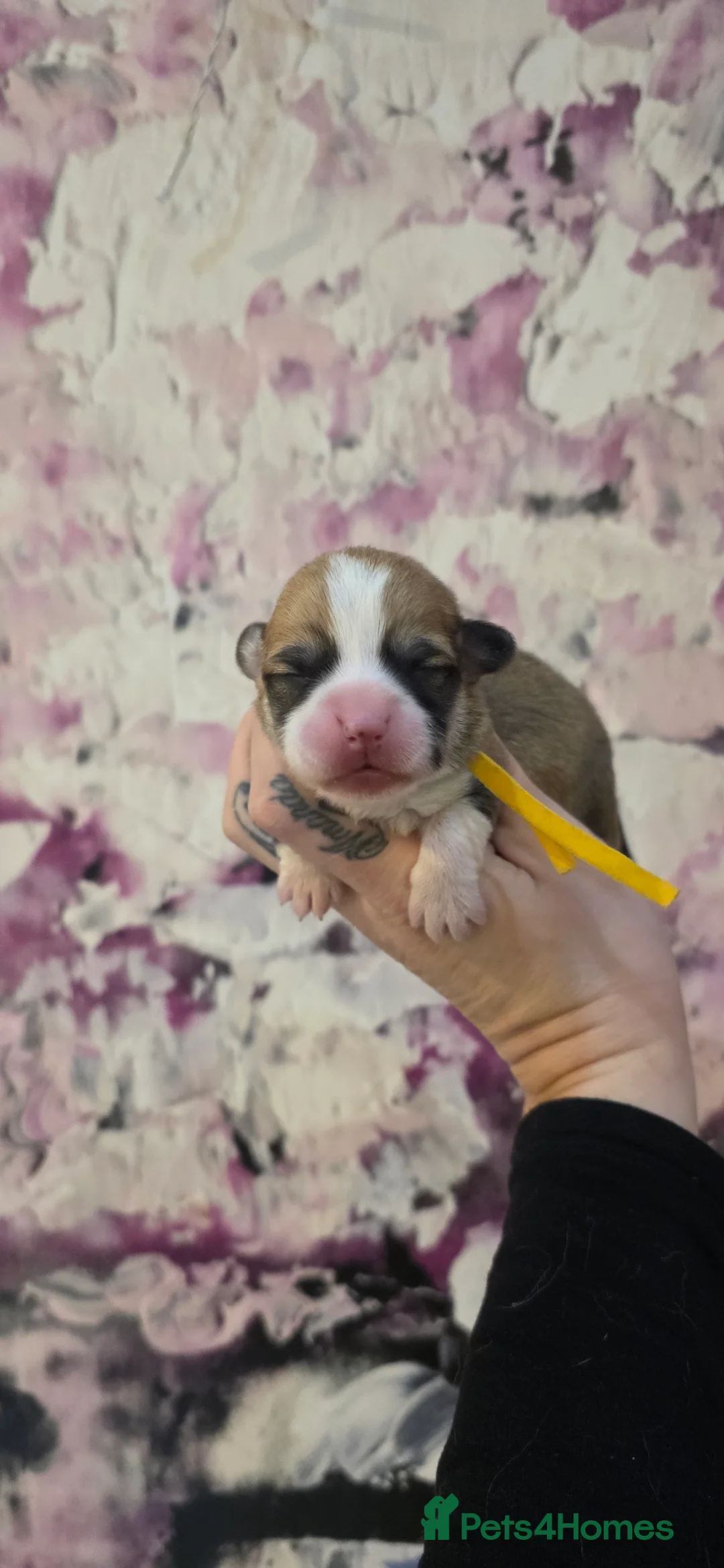 Welsh Corgi Pembroke dogs for sale: Outstanding Welsh Pembroke Corgi Puppies - Advert 21