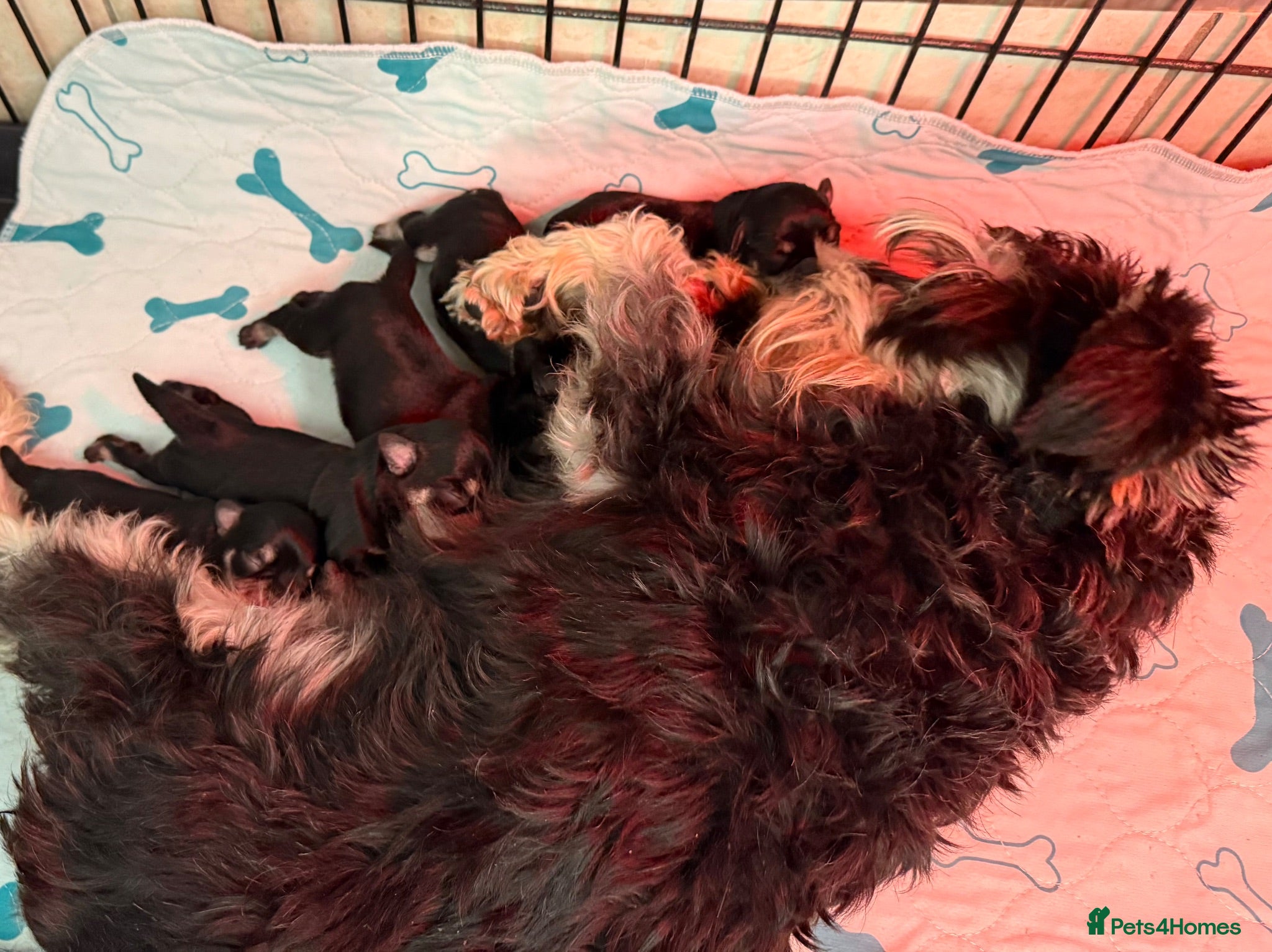 Miniature Schnauzer dogs Beautiful miniature schnauzers - Advert 1