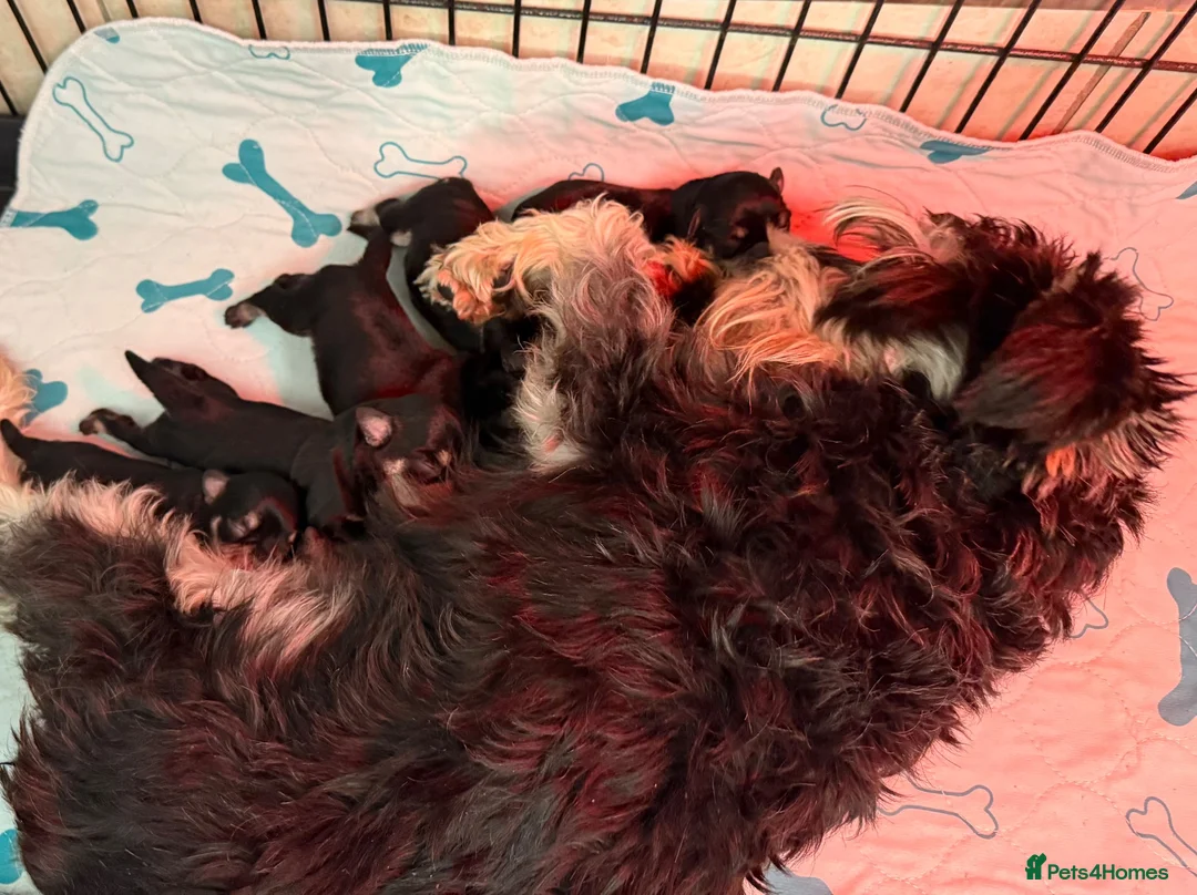 Miniature Schnauzer dogs for sale: Beautiful miniature schnauzers - Advert 1