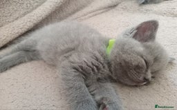 British Shorthair cats for sale: BRITISH SHORT HAIR KITTENS  in Gloucester - Image 2