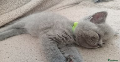 British Shorthair cats in Gloucester - Advert 4