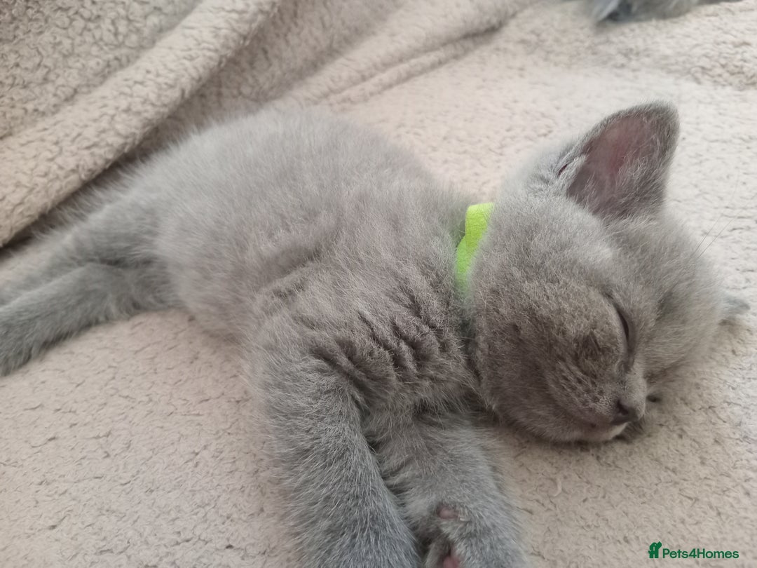 British Shorthair cats for sale: BRITISH SHORT HAIR KITTENS  in Gloucester - Image 2