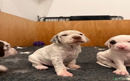 Pointer dogs for sale: French Pointer - Braque du Bourbonnais 🇫🇷  - Image 23