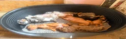 Dachshund dogs for sale: Lovely dachshunds!!! - Advert 15