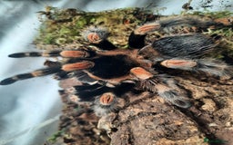Tarantulas invertebrates for sale: Mexican Red Knee - Image 2