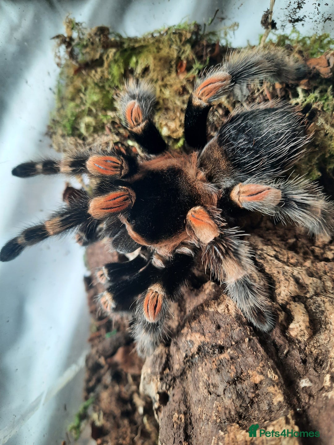 Tarantulas invertebrates for sale: Mexican Red Knee - Image 2