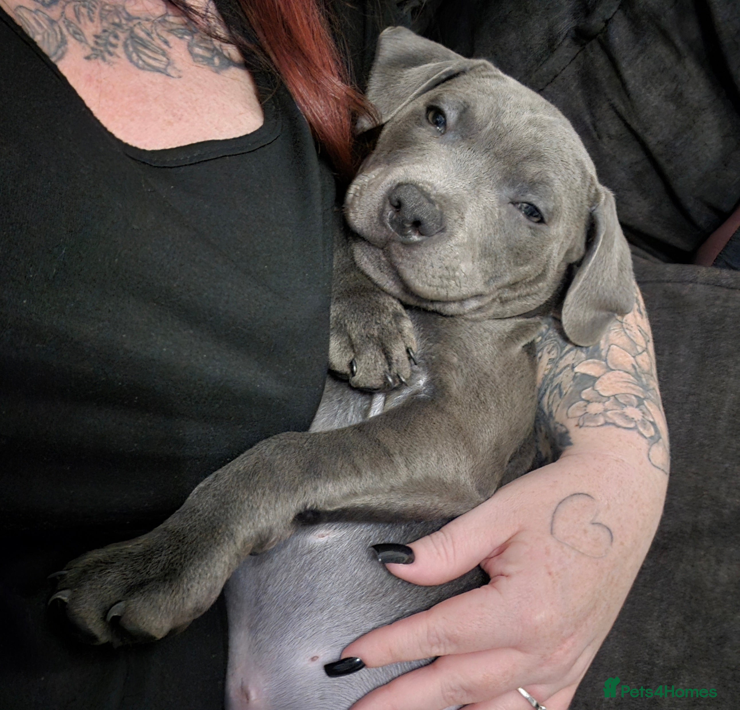 Staffordshire Bull Terrier dogs 14 week old male blue Staffordshire bull - Advert 16