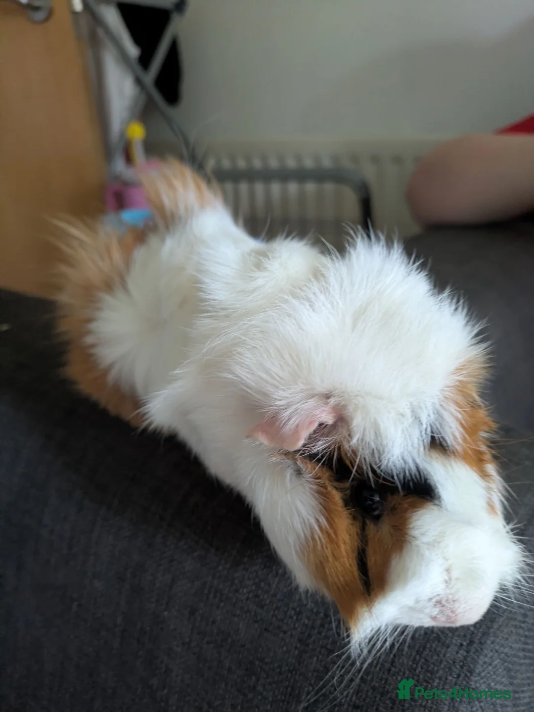 Guinea Pig rodents for sale: Male Guinea pig in Manchester - Advert 2