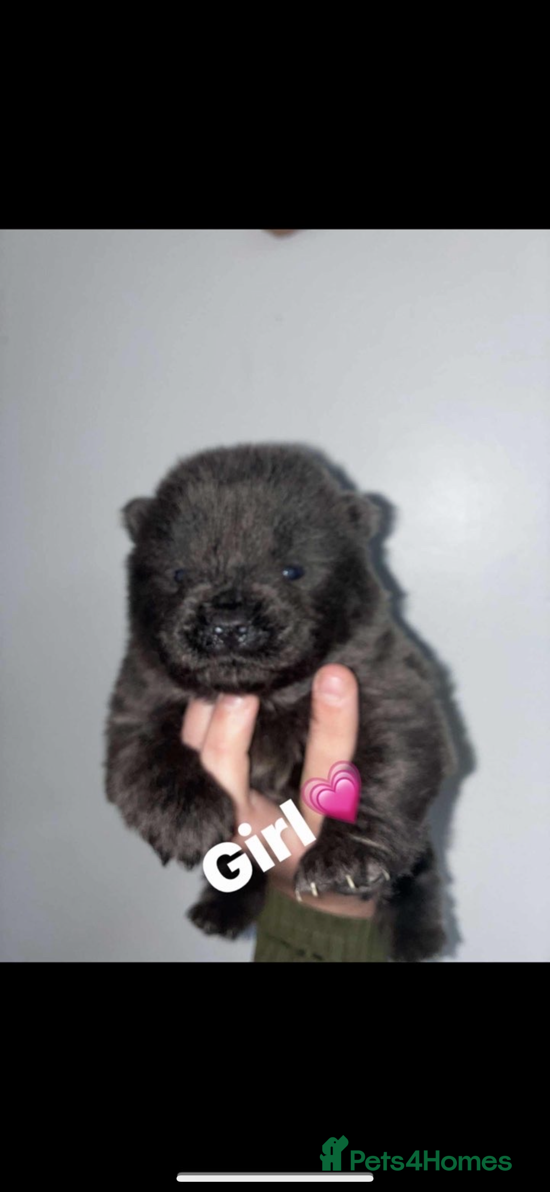 Chow Chow dogs for sale: Chow chow puppies - Advert 13