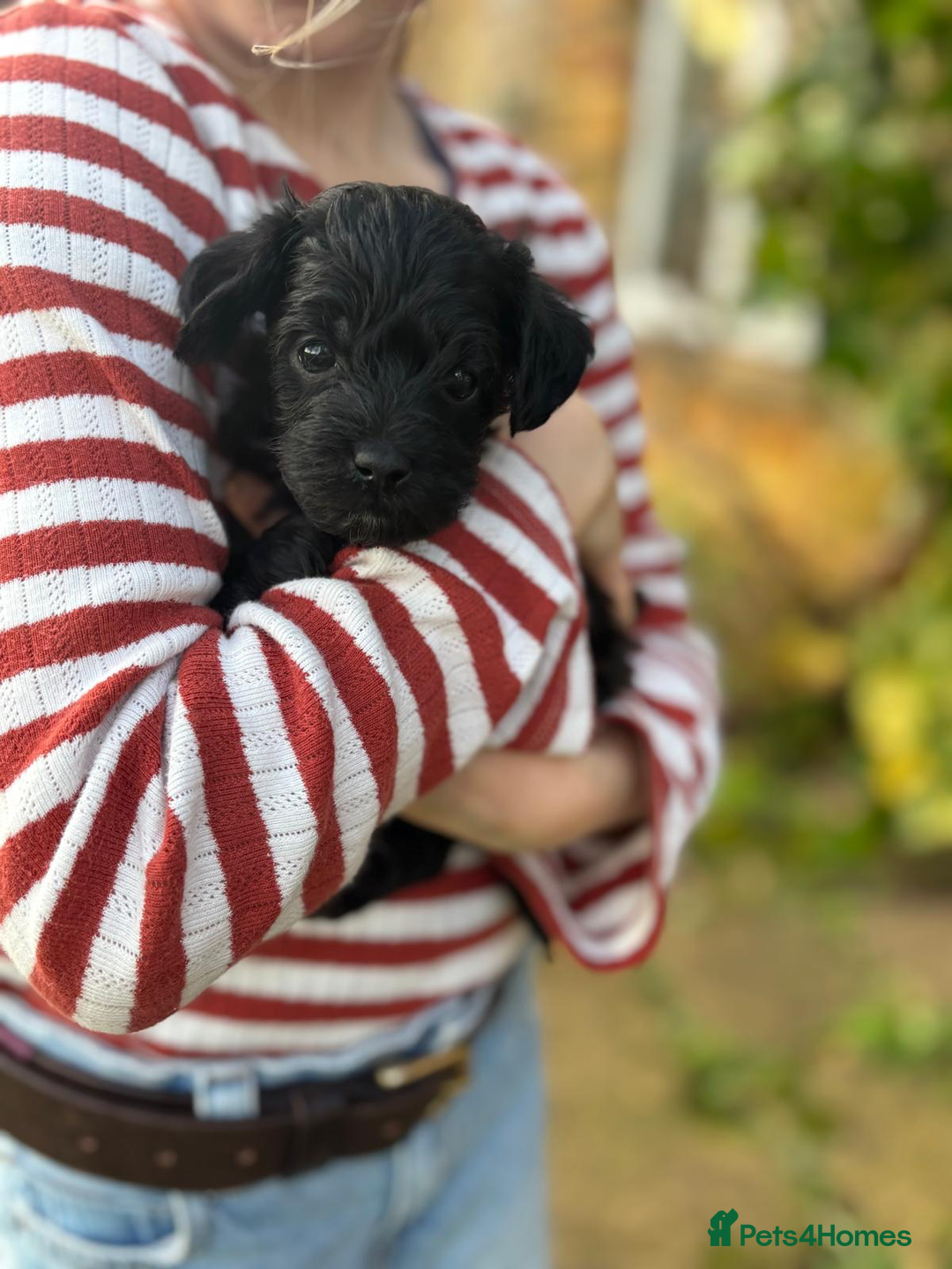 Schnoodle dogs for sale: Exceptional Miniature Schnoodle Puppies - Advert 12