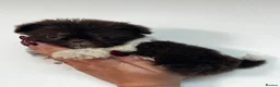 Shih Tzu dogs for sale: Last two READY NOW!!   - Advert 3