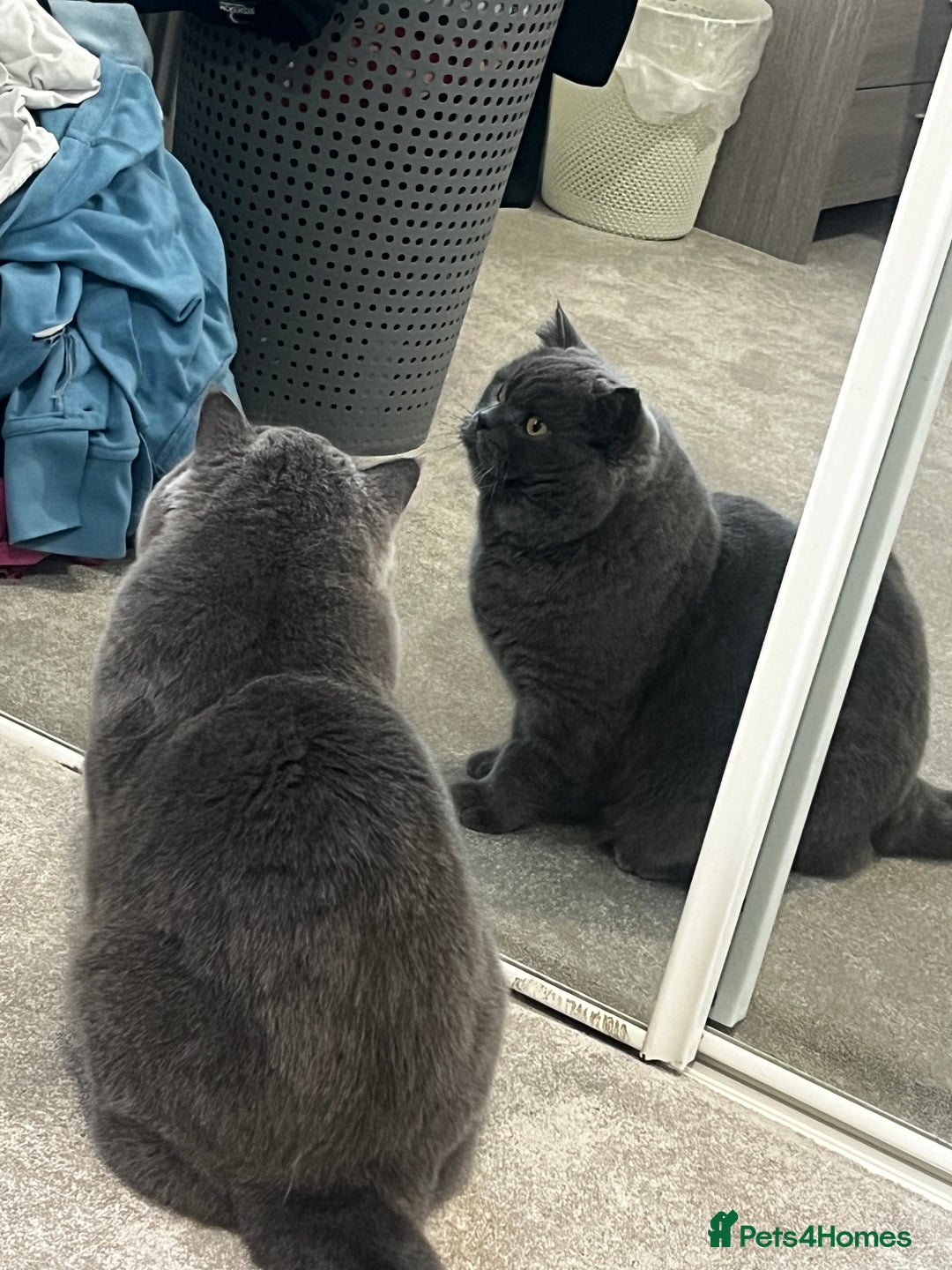 British Shorthair cats for sale: British short hair - Advert 1