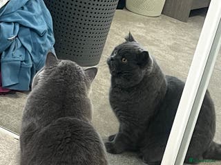 British Shorthair cats British short hair - Advert 1