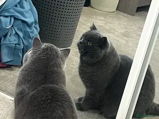 British Shorthair cats British short hair - Advert 3