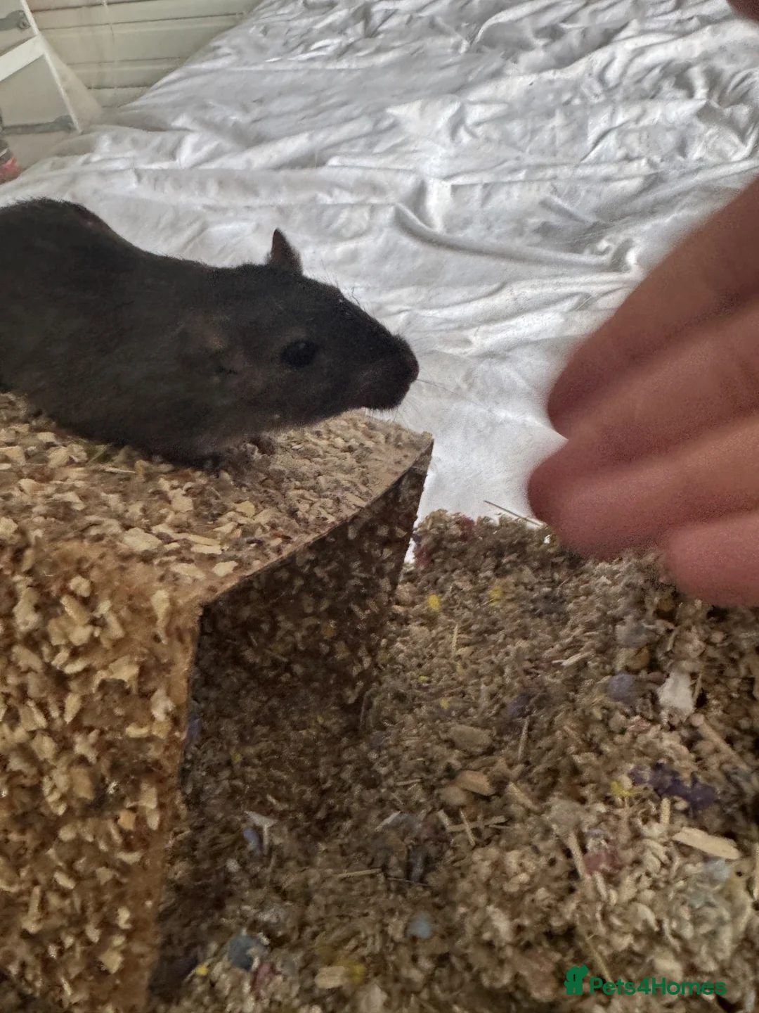 Gerbil rodents for sale: Male gerbil looking for new home and friend.  in Wisbech - Advert 2