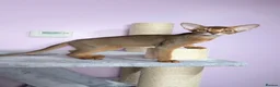 Abyssinian cats for sale: Gorgeous Abyssinian ruddy girls🤎❤️ - Advert 4