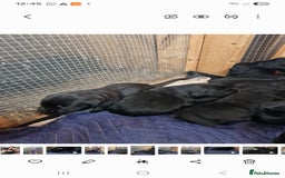 Mixed Breed dogs for sale: Malamute x black Labrador - Image 7