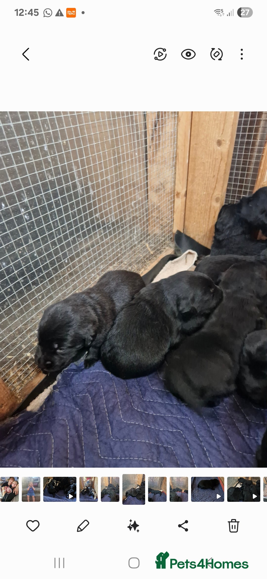Mixed Breed dogs for sale: Malamute x black Labrador - Image 7