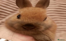 Netherland Dwarf rabbits for sale: Seven Litters Of Netherland Dwarf Babies - Image 16