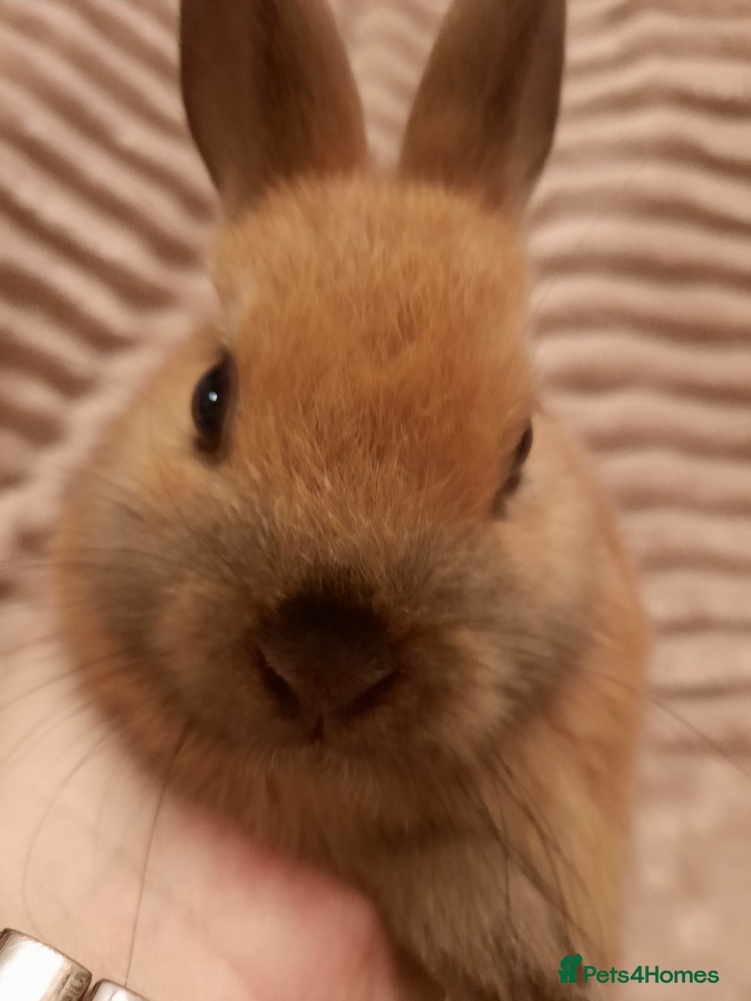 Netherland Dwarf rabbits for sale: Seven Litters Of Netherland Dwarf Babies - Image 16