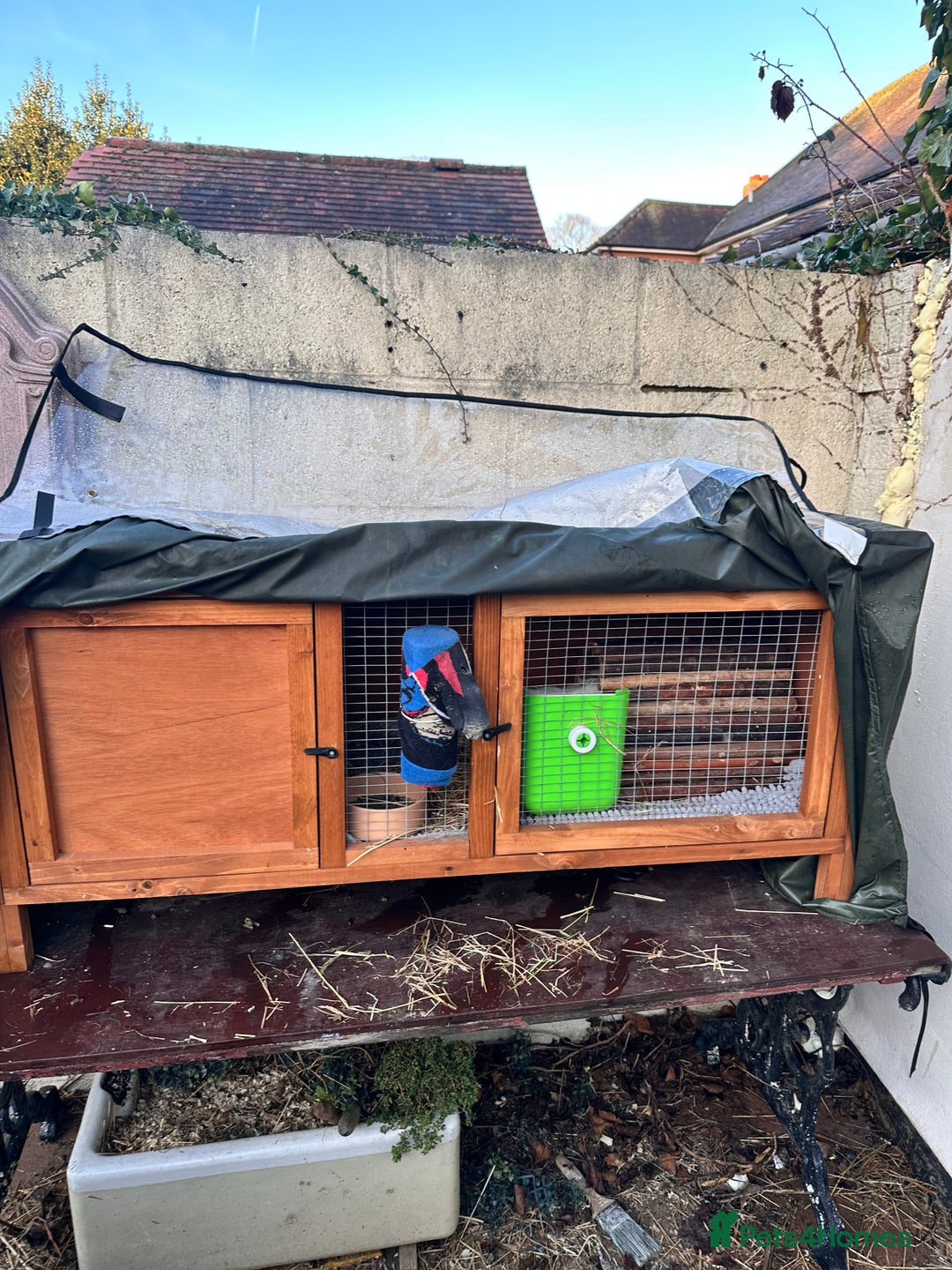 Guinea Pig rodents for sale: Male pair plus cage and all accessories  - Advert 6