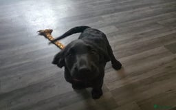 Labradoodle dogs for sale: ☆Ready to leave☆ CHUNKY PUPPIES ☆ - Advert 10