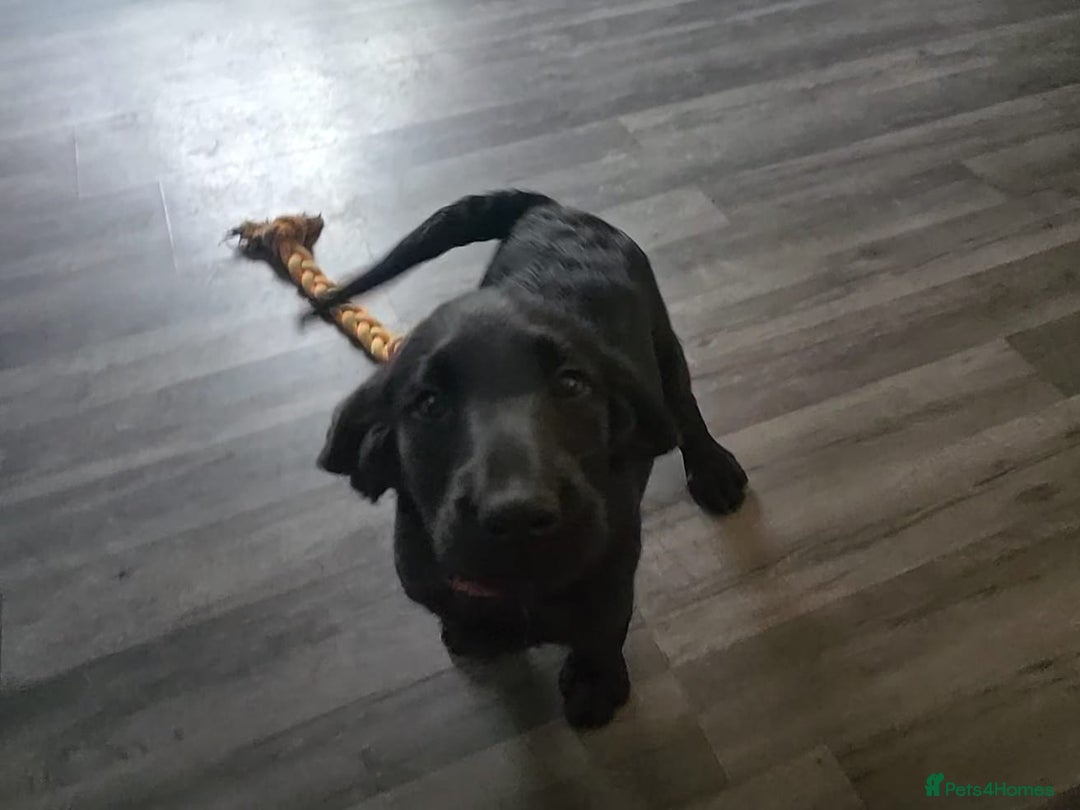 Labradoodle dogs for sale: ☆Ready to leave☆ CHUNKY PUPPIES ☆ - Advert 10