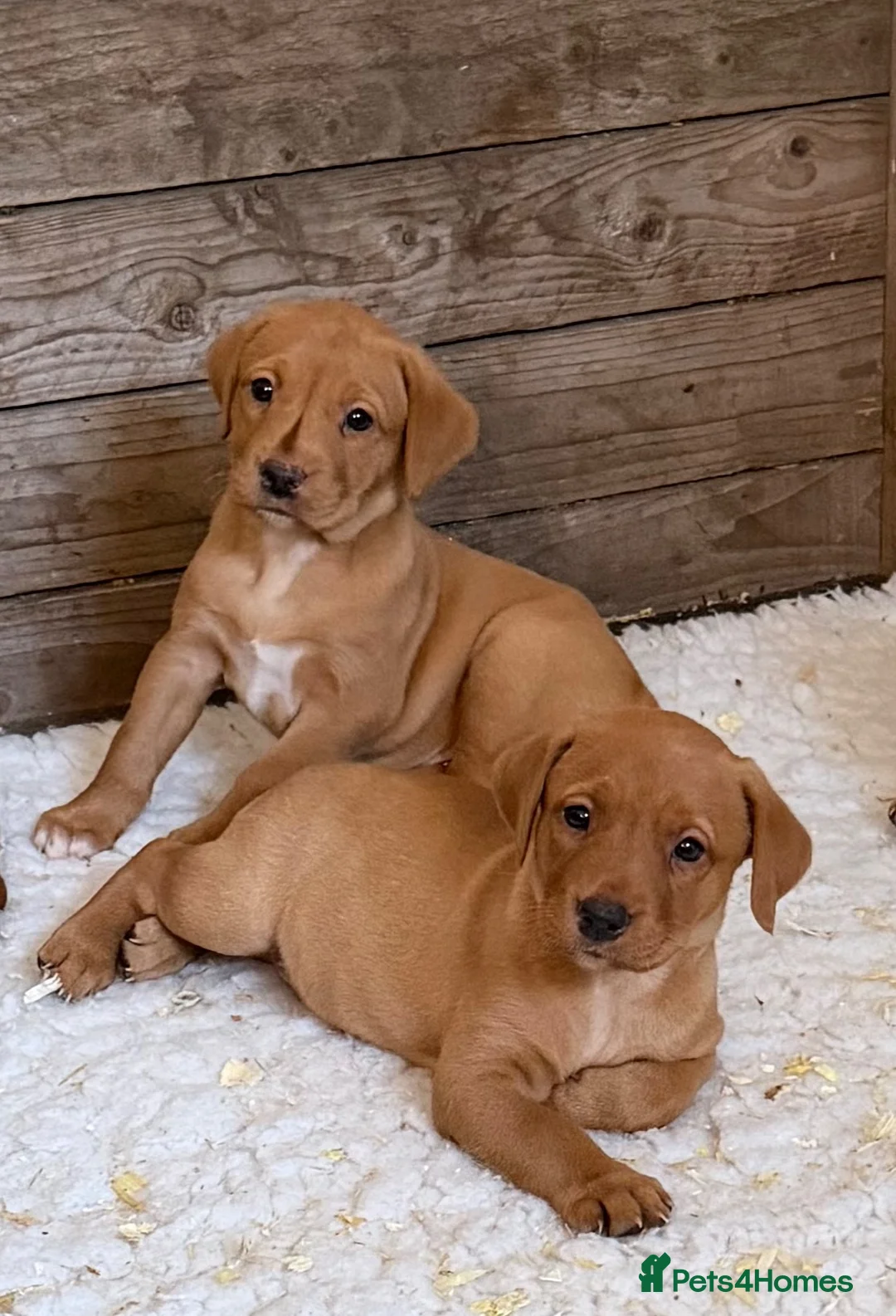 Labrador Retriever dogs for sale: Yellow / Fox Red KC Registered Labrador Puppies - Advert 2
