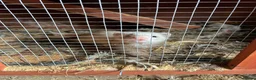 Mixed Breed livestock for sale: Ferrets ready to go now - Advert 6