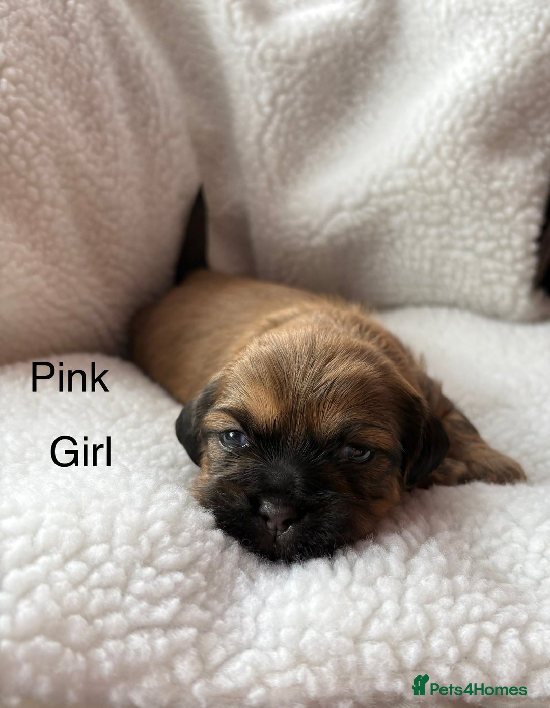 Zuchon dogs for sale: Zuchon pups - Image 3