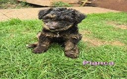 Mixed Breed dogs for sale: Fox Terrier × Australian Labradoodle Pups Sale - Image 10